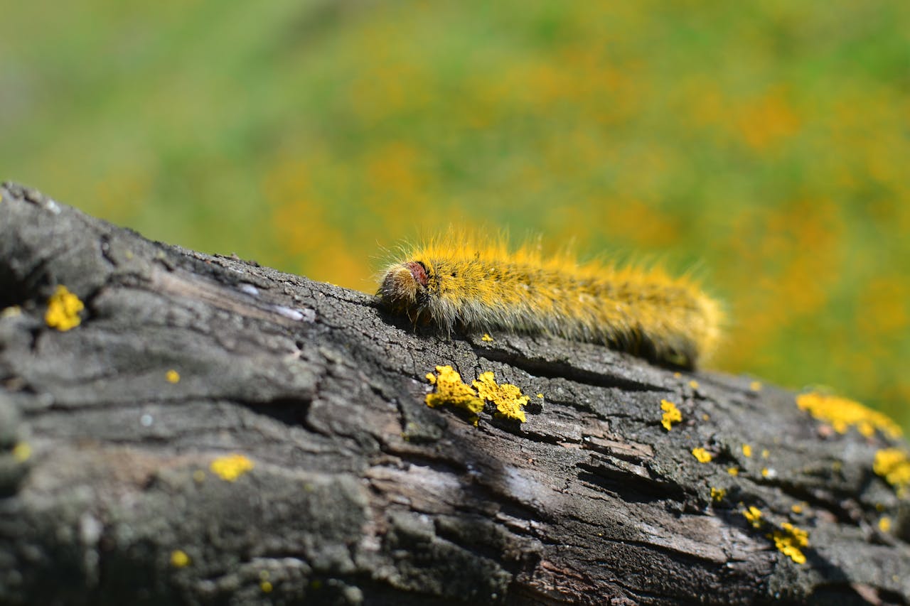 A vivid close-up of a furry yellow caterpillar resting on a textured log with a blurred natural background.