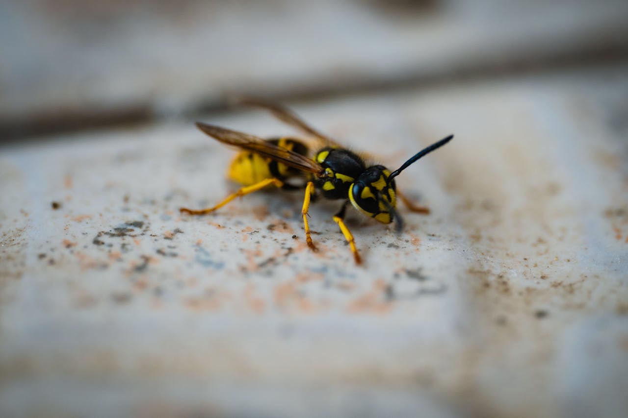 Detailed close-up of a yellow and black European wasp on a textured surface, showcasing vivid insect features.