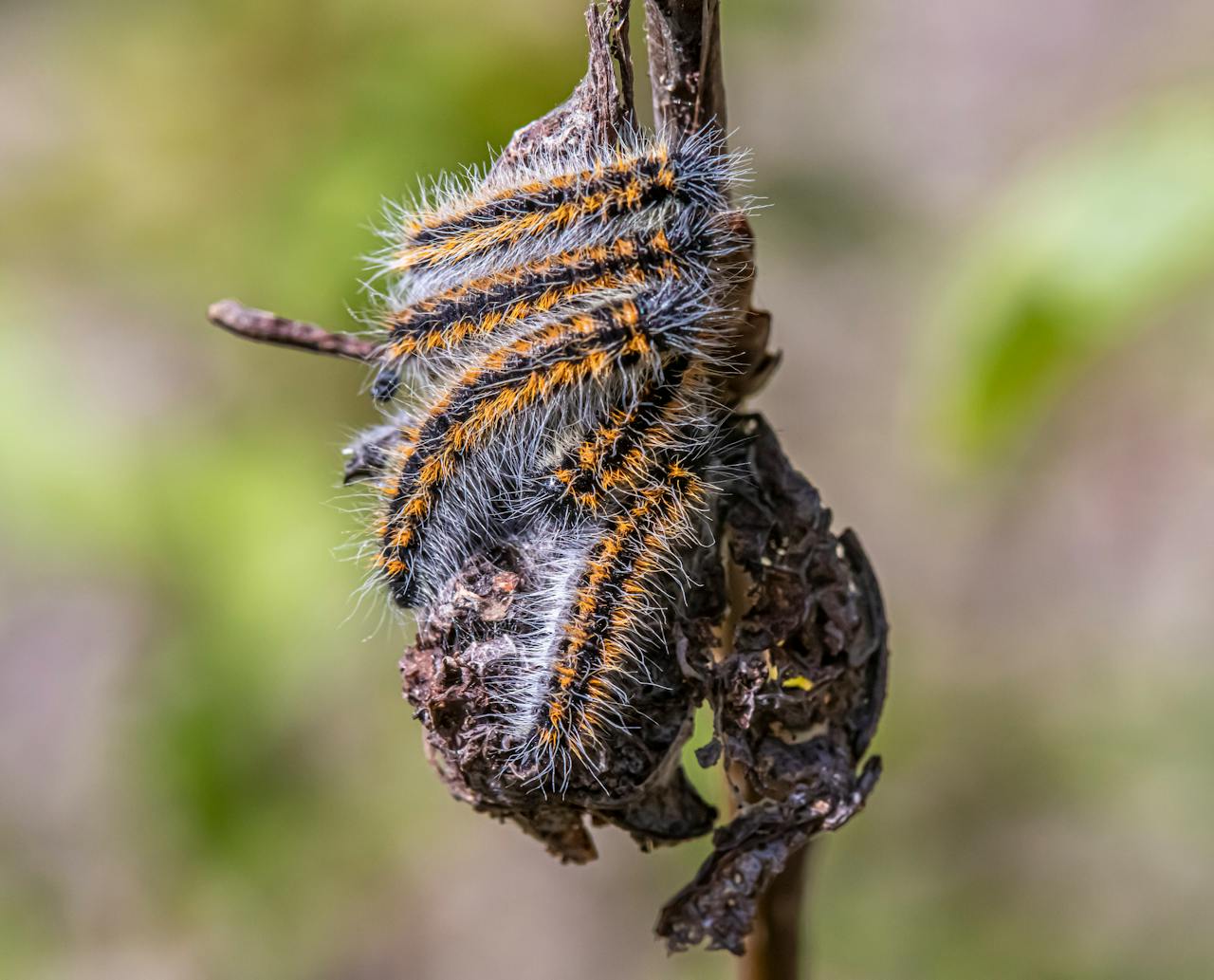 Detailed close-up of a colorful hairy caterpillar on a twig in natural habitat.