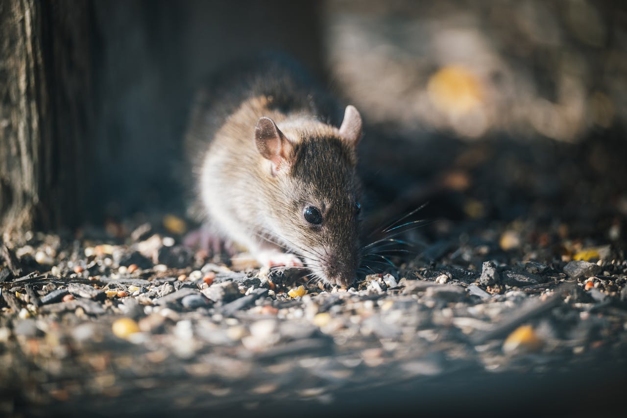 A brown rat exploring outdoors on a pebbled surface in natural light.