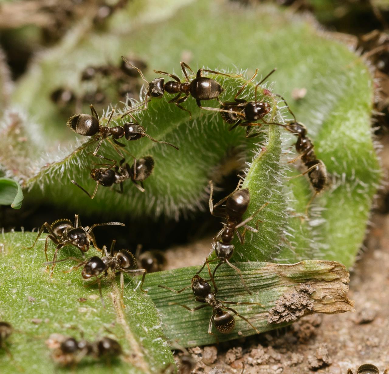 Detailed macro shot of black ants crawling on a green fuzzy leaf in nature.