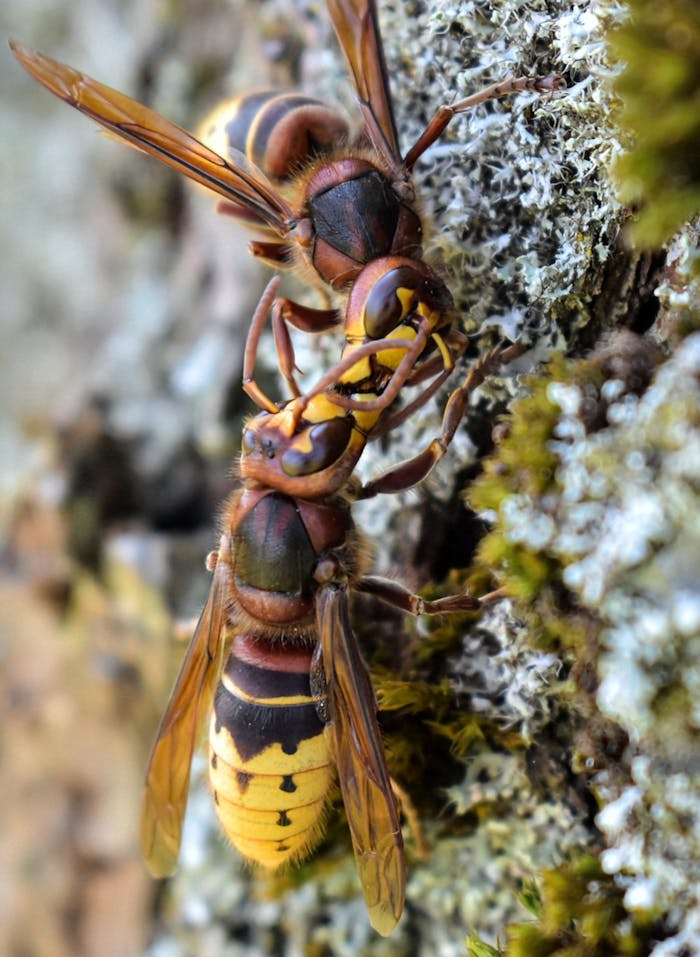Detailed image of European hornets on a tree trunk exhibiting natural behavior.