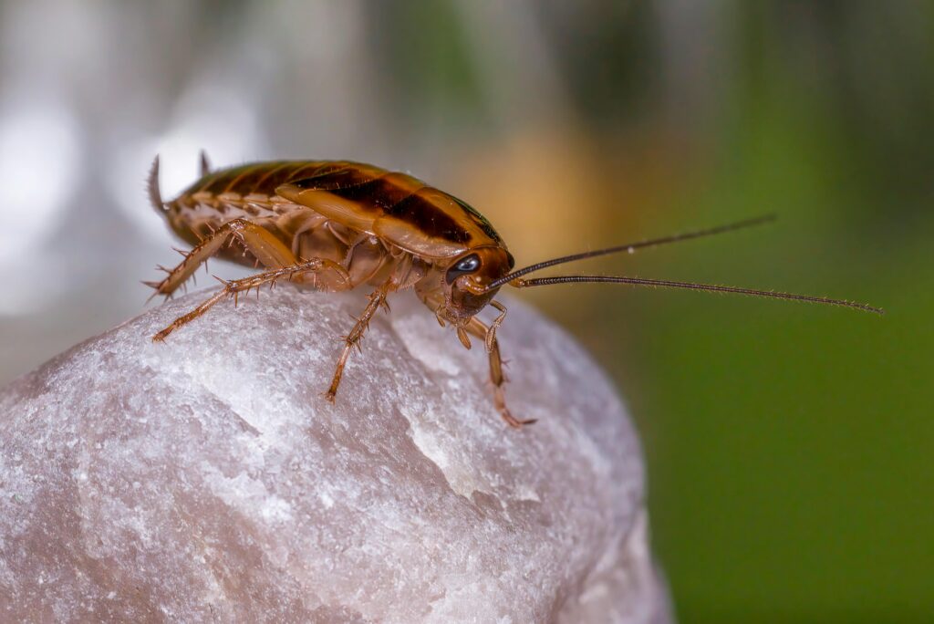 pexels photo 31661042 31661042 Image d'une blatte ou cafard, dans un contexte de désinsectisation, infestation de nuisible type insecte
