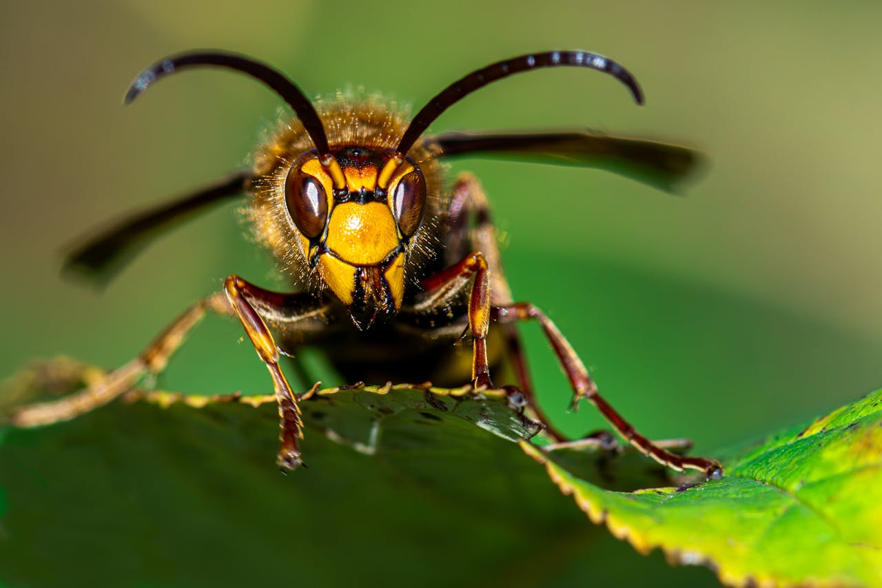 Detailed macro shot of a European hornet on a leaf showing its vibrant colors and textures.