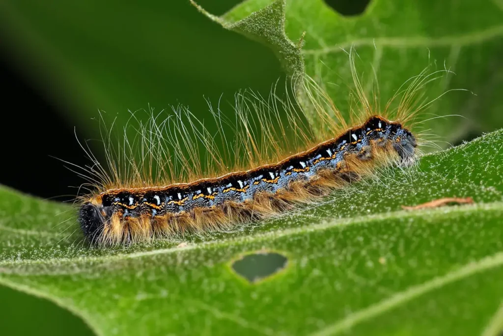 pexels photo 36597338 Image d'une chenille processionnaire dans le cadre de lutte contre cet insecte et la pose d'éco-piège