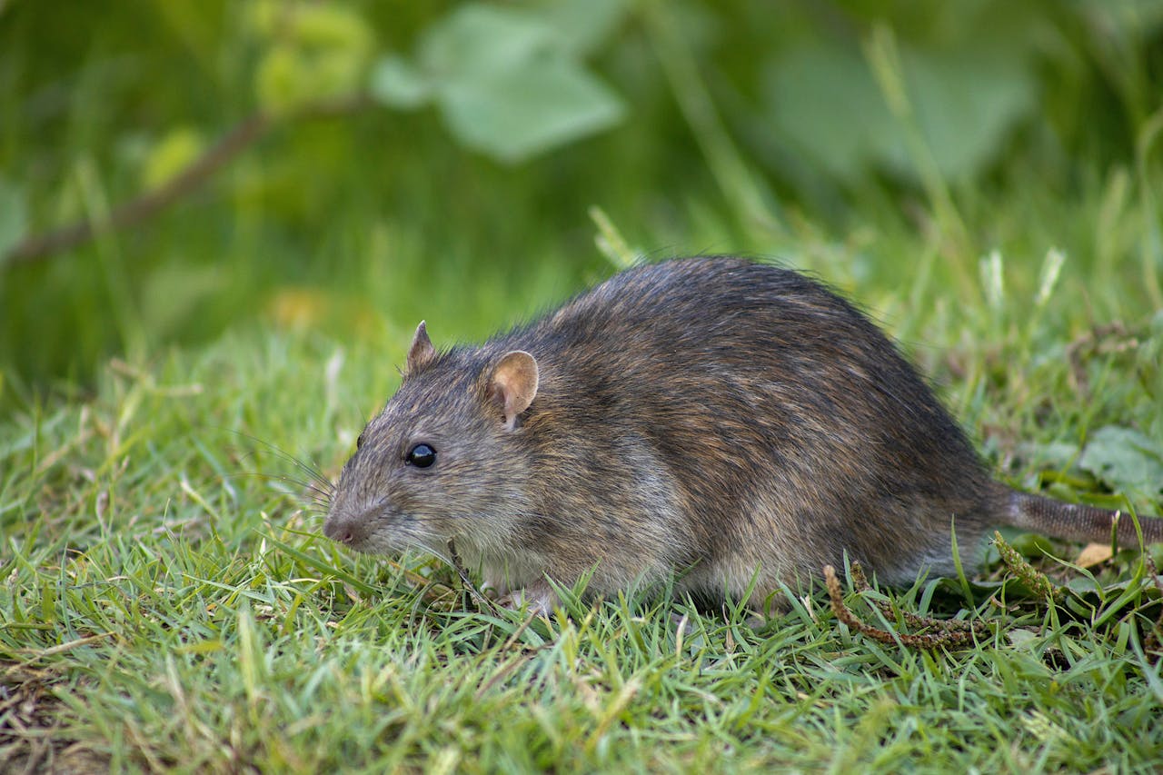 Close-up of a brown rat in a grassy field, showcasing its natural habitat in the wild.