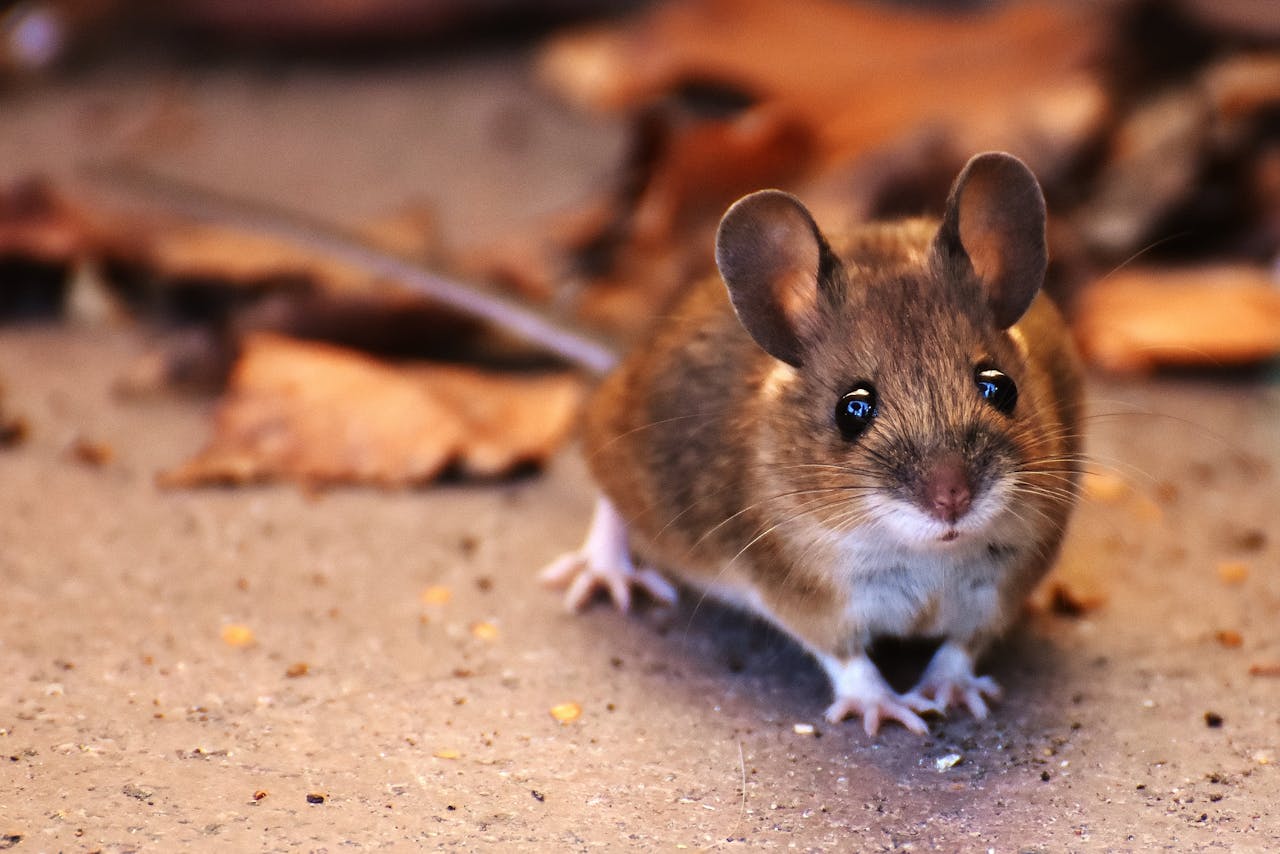 A detailed close-up of a brown mouse with bright eyes, standing outdoors among dry leaves.