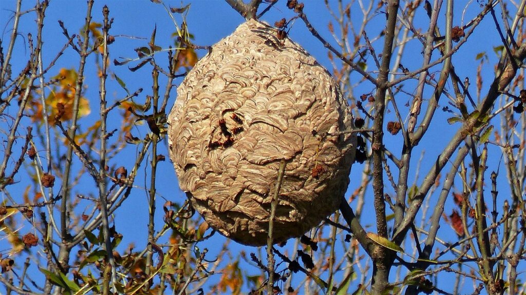 insects, nest, nature, asian hornet, invasive species, asian hornet, asian hornet, asian hornet, asian hornet, asian hornet, invasive species